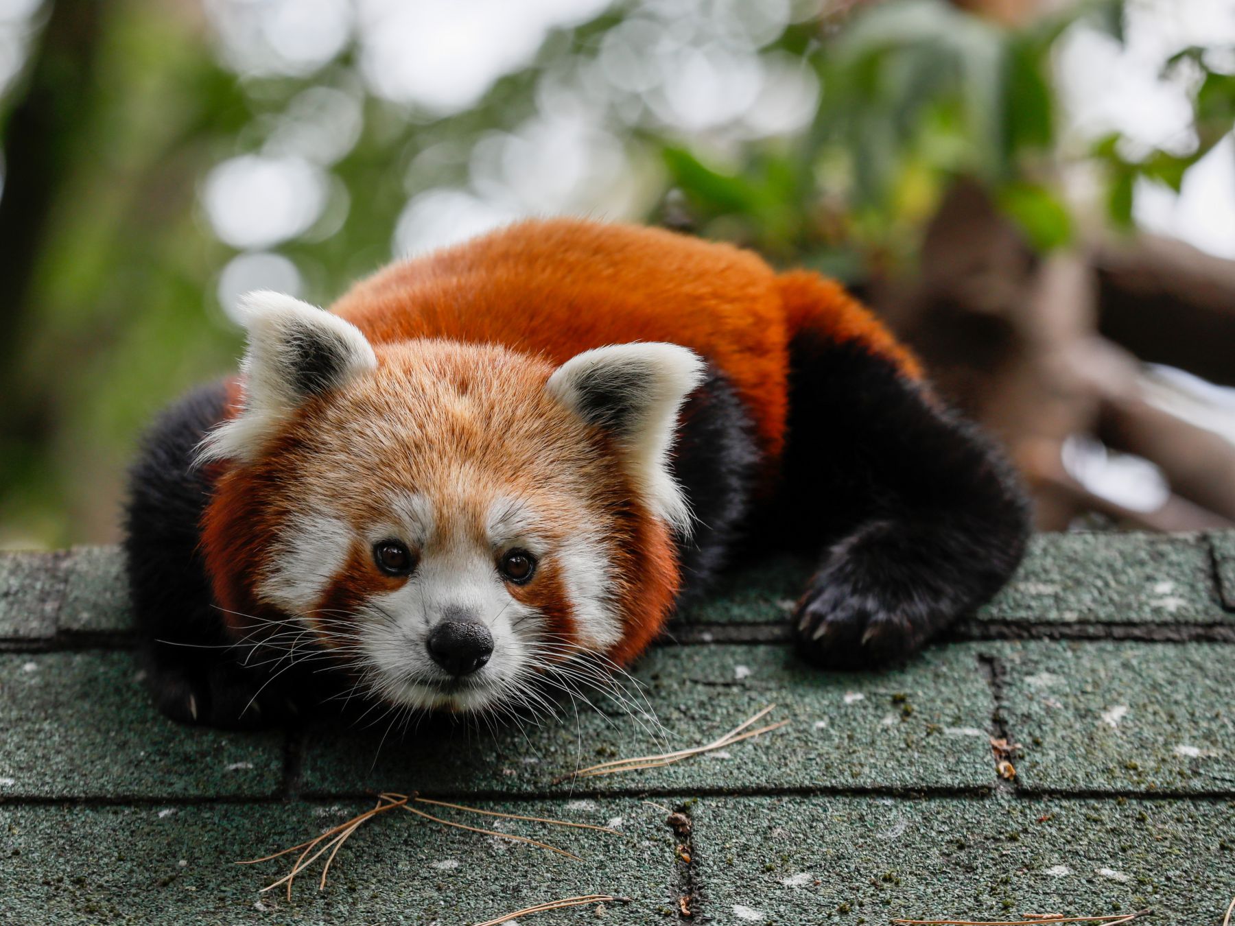 Pryia the red panda looking at the camera, her bright red coat in clear view CREDIT RZSS